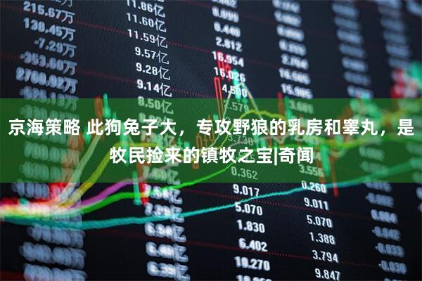 京海策略 此狗兔子大，专攻野狼的乳房和睾丸，是牧民捡来的镇牧之宝|奇闻